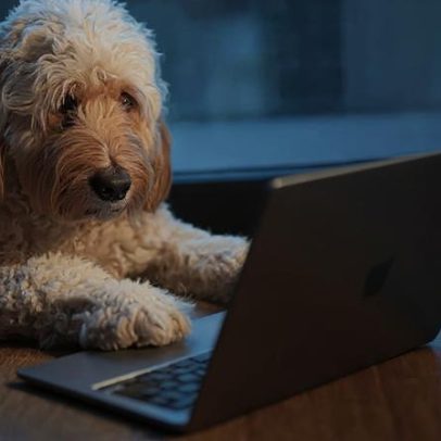 Pesquisadores avançam para entender o que os animais querem dizer