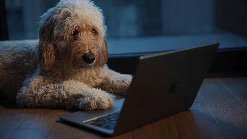 Ferramentas de inteligência artificial estão ajudando a compreender a língua dos animais