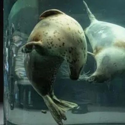 Funcionário de zoológico japonês é acusado de incinerar o corpo da esposa