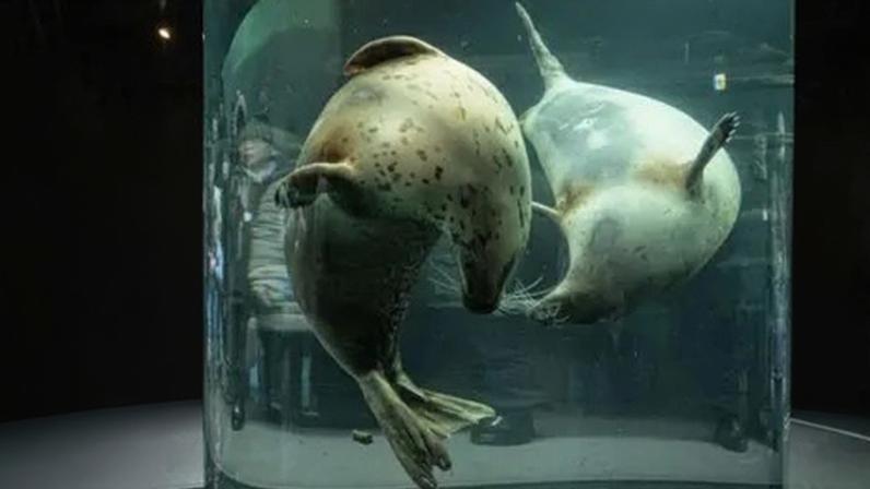 Funcionário de zoológico japonês é acusado de incinerar o corpo da esposa