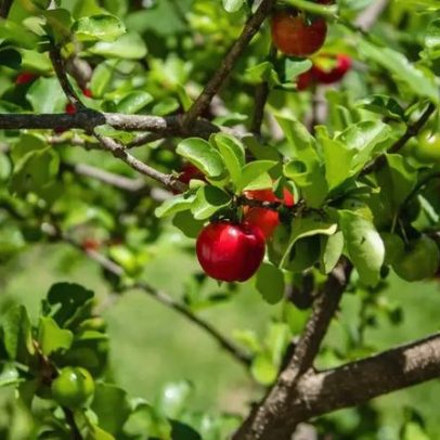 Como cultivar um pé de acerola no quintal com dicas práticas