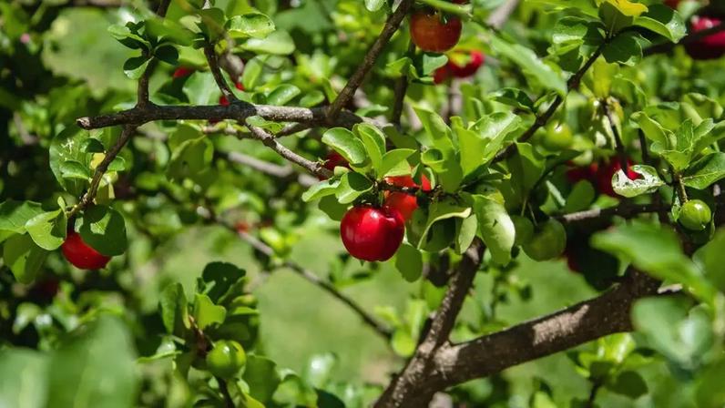 Aprender como plantar e colher acerola pode ser uma experiência extremamente gratificante