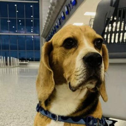 Latam Airlines perde cachorro de família em aeroporto