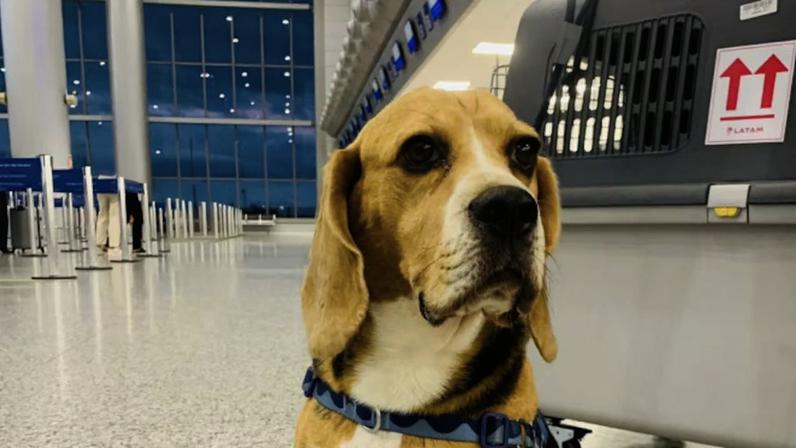 Nacho a bordo da Latam depois de ser perdido no aeroporto.