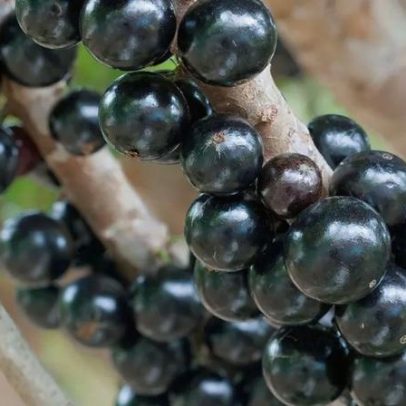 Jabuticaba está entre as melhores frutas do mundo, aponta estudo