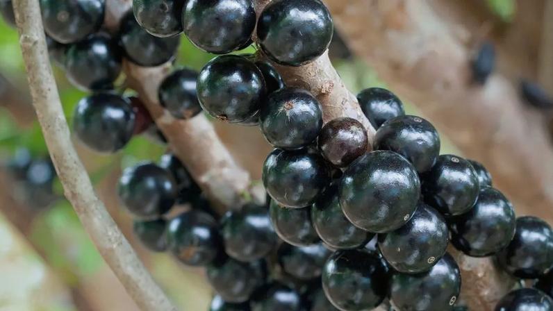 Jabuticaba é eleita entre as melhores frutas do mundo