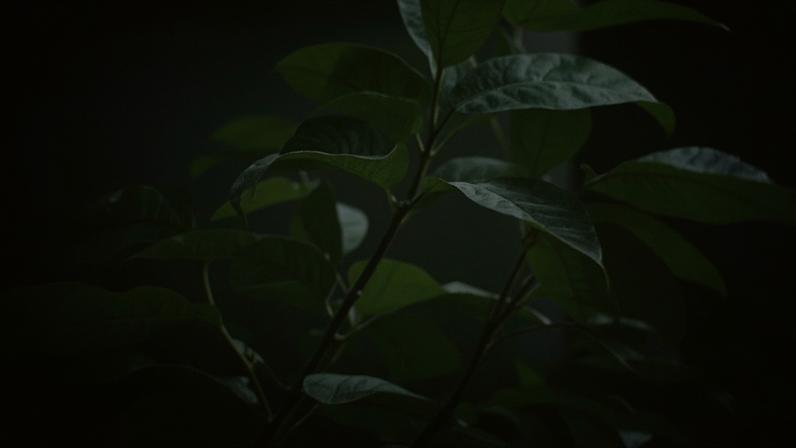 A origem do nome da buganvília e sua história encantadora