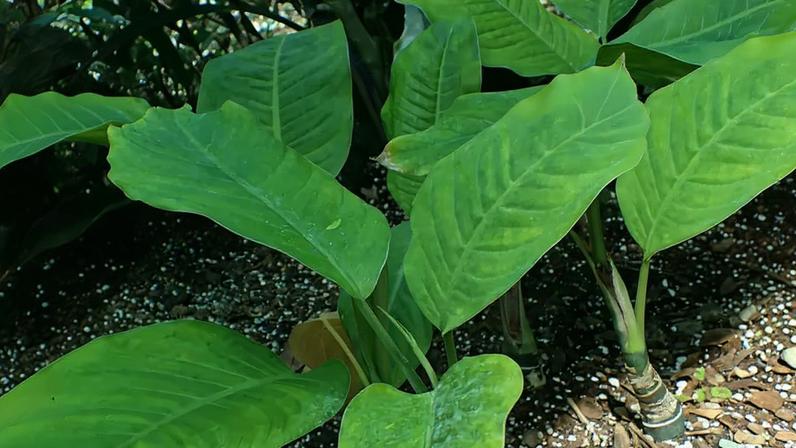 Plantas potencialmente tóxicas exigem atenção no dia a dia