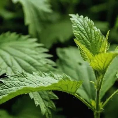 Planta pouco valorizada no jardim é tesouro de beleza e resistência