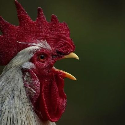 Por que o galo canta sempre no mesmo horário? Explicação biológica