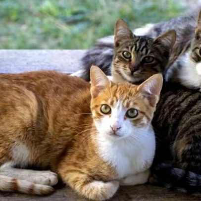 Ronronar dos gatos: funções além do afeto sob investigação científica