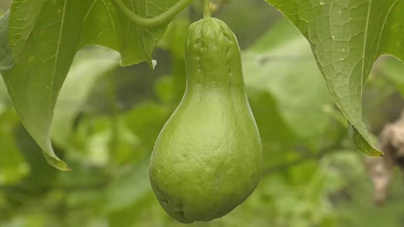Fruto de chuchu verde pendurado em videira. Tem formato semelhante a uma pera, superfície lisa com leves rugas. Folhas verdes com veios marcados cercam o fruto, indicando planta saudável em ambiente externo natural.
