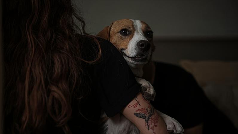O texto regulamenta a guarda compartilhada de animais em caso de divórcio