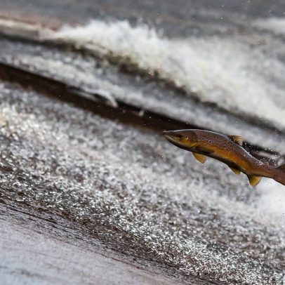 Estudo aponta que poluição por cocaína altera comportamento de salmões