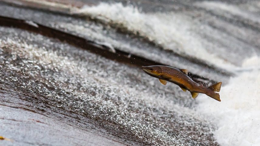 Peixes no mundo todo estão sendo contaminados por drogas como a cocaína