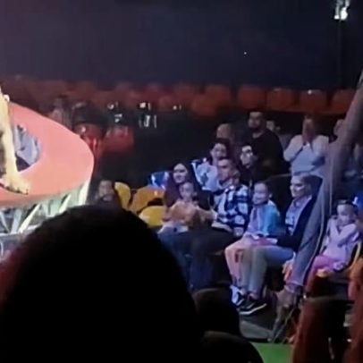 Tigre foge de apresentação de circo na Rússia e avança para a plateia