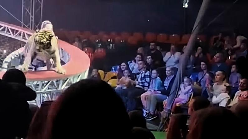 Ao todo, três tigres participavam de apresentação circense na Rússia