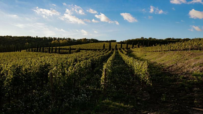 Castello di Radda vines, with blue sky in the background