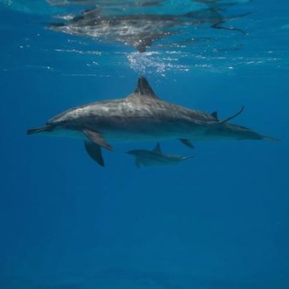Oito curiosidades sobre a forma de dormir dos animais na natureza