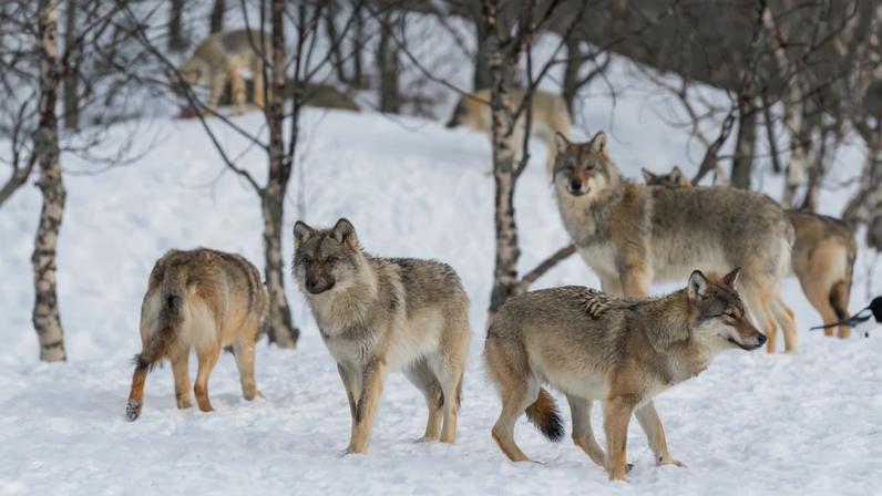Ao longo da evolução, a necessidade de sobreviver fez com que muitos animais aperfeiçoassem as habilidades de caça