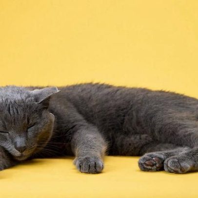 8 curiosidades sobre o sono dos gatos revelam comportamentos comuns