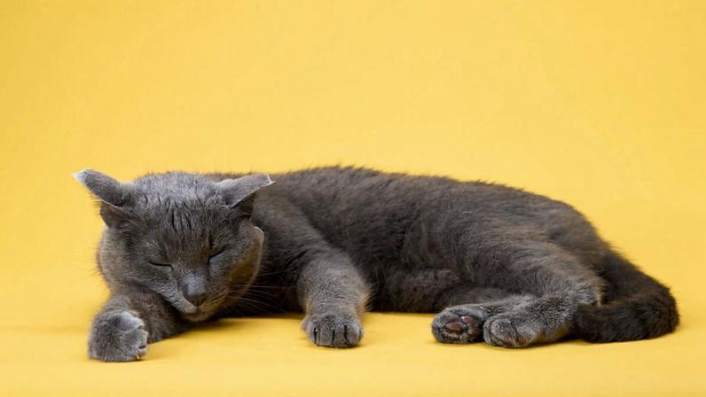8 curiosidades sobre o sono dos gatos revelam comportamentos comuns