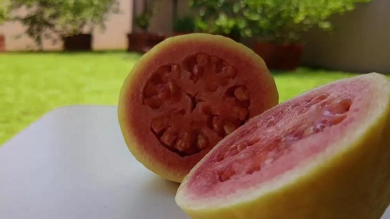 Goiaba oferece valor nutricional, versatilidade e força econômica