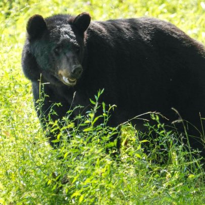 Aumentam encontros com ursos em parque; veja o que fazer ao avistar um urso