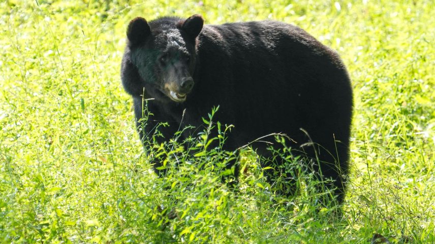 Aumentam encontros com ursos em parque; veja o que fazer ao avistar um urso