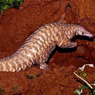 Barragem controversa no Nepal ameaça pangolins em risco, aponta estudo