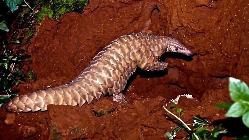 Barragem controversa no Nepal ameaça pangolins em risco, aponta estudo