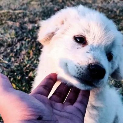 Por que limpar os olhos do pet após passeios e como fazer