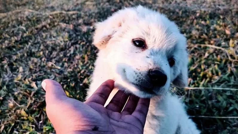 Por que limpar os olhos do pet após passeios e como fazer