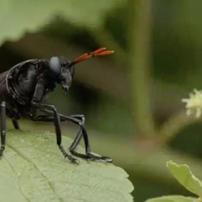 Maior mosca do mundo tem origem no Brasil