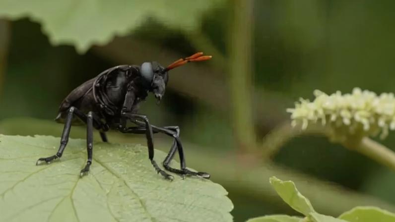 Maior mosca do mundo tem origem no Brasil