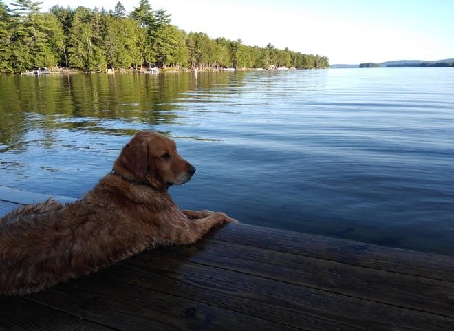 Ripley the golden retriever relaxes after a swim in West Grand Lake, in Grand Lake Stream, Maine.