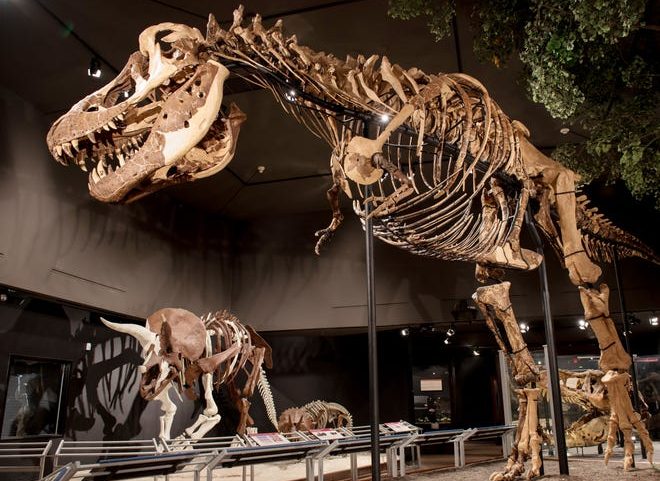 Museum of the Rockies