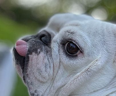 Bulldog de Chicago vence Prêmio Pet Lover's Choice; conheça Pancake