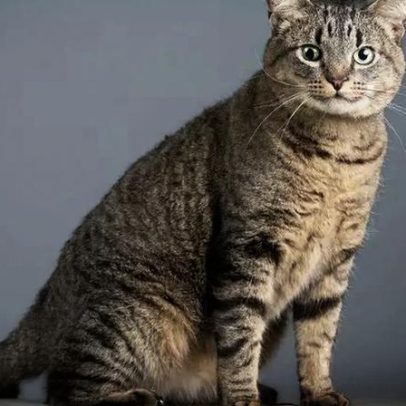 Gato tigrado: 6 raças com pelagens marcantes