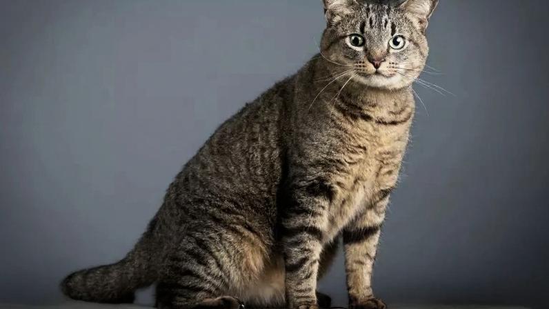 Gato tigrado: 6 raças com pelagens marcantes