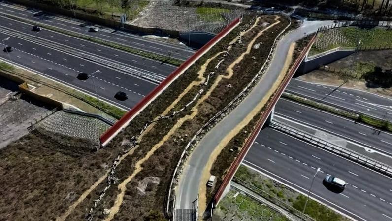 A ponte integra vegetação nativa ao projeto — Foto: Reprodução/BBC