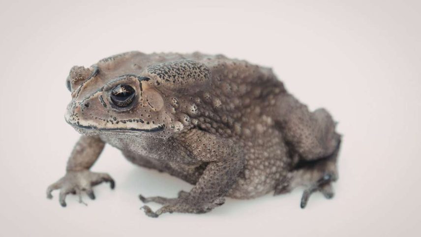 Como a técnica Coma aquele sapo pode ajudar a parar a procrastinação