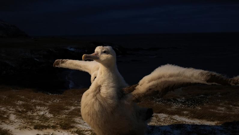 Algumas aves impressionam pelo voo e pelo tamanho