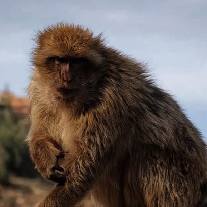 Dieta inusitada de macacos de Gibraltar para evitar problemas digestivos