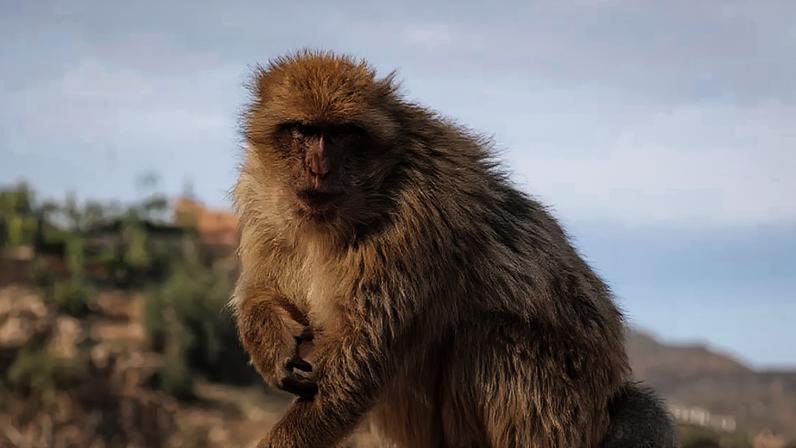 Dieta inusitada de macacos de Gibraltar para evitar problemas digestivos