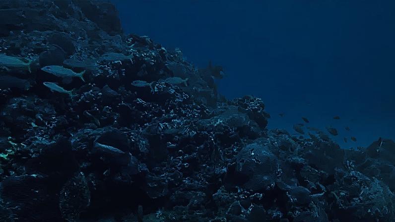 Mistérios das criaturas das profundezas marinhas e seus impactos ecológicos