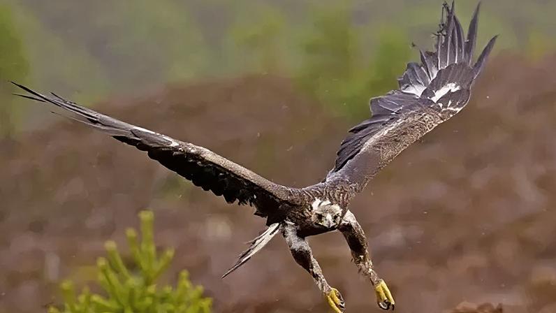Retorno de águias-douradas aos céus ingleses recebe apoio do governo