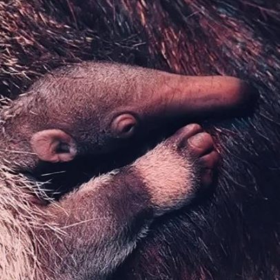 Zoológico recebe filhote de tamanduá-gigante vulnerável