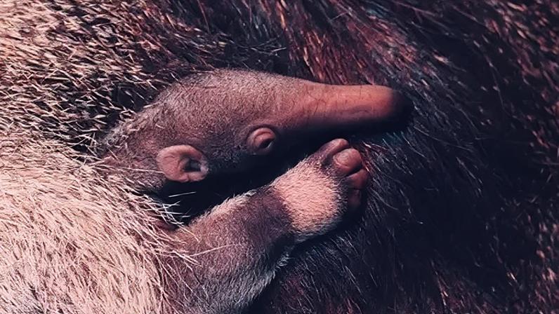 Zoológico recebe filhote de tamanduá-gigante vulnerável