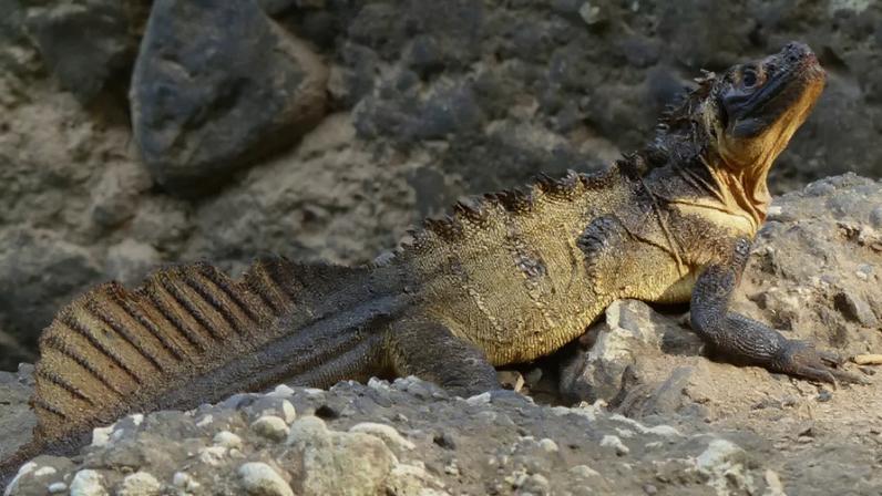 Dragão-vela: lagarto com vela na cauda que corre sobre a água